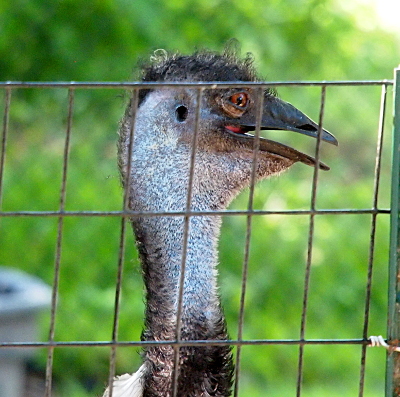 [Right side of the face and neck of an emu behind a wire fence. Its mouth is partially open and its eyelid is covering the lower third of its eyeball. The ear is a circular hole behind the mouth and eye. The feathers on its head and neck are so short that they look more like fur.]